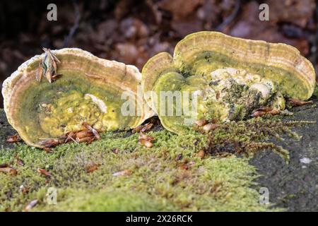 Haarbügel (Trametes hirsuta), Emsland, Niedersachsen, Deutschland Stockfoto