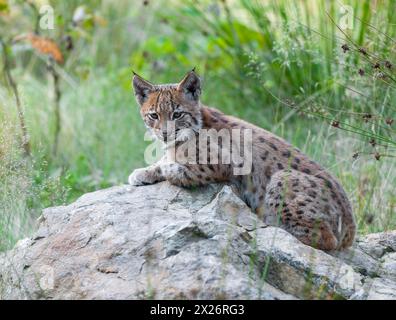 Eurasischer Luchs (Lynx Luchs), jung auf einem Felsen liegend und aufmerksam schauend, gefangen, Deutschland Stockfoto