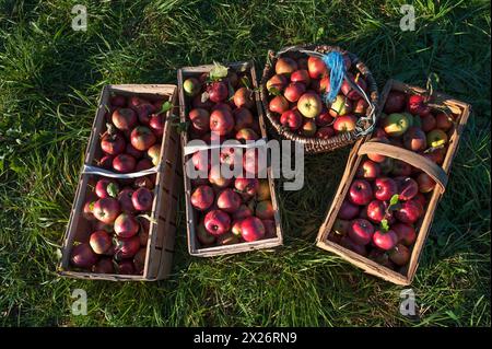 Frisch gepflückte Äpfel in Körben der Sorte Winterrambur (Malus domestica) im Gras, Mittelfranken, Bayern, Deutschland Stockfoto