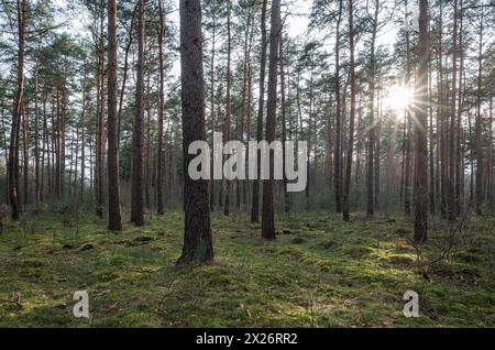 Kiefer (Pinus sylvestris), Kiefernwald mit Hintergrundbeleuchtung und Sonnenstern, Niedersachsen, Deutschland Stockfoto