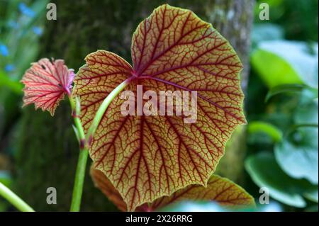 Blattadern mit Hintergrundbeleuchtung im Parc Floral et Tropical de la Court d'Aron, Saint Cyr en Talmondais, Vandee, Frankreich Stockfoto