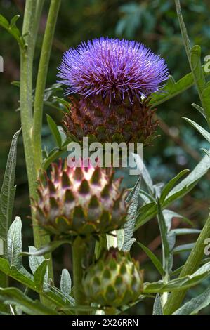 Artischockenblüte (Cynara cardunculus) im Parc Floral et Tropical de la Court d'Aron, Saint Cyr en Talmondais, Vandee, Frankreich Stockfoto