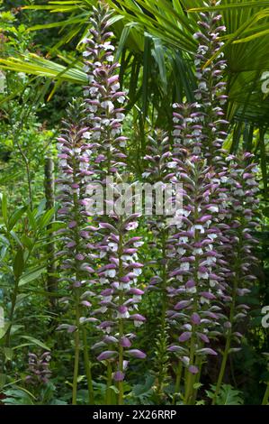 Blütenstand der Bärenhose (Acanthus) im Parc Floral et Tropical de la Court d'Aron, Saint Cyr en Talmondais, Vandee, Frankreich Stockfoto