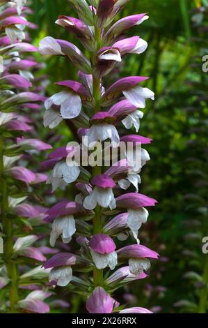 Blütenstand der Bärenhose (Acanthus) im Parc Floral et Tropical de la Court d'Aron, Saint Cyr en Talmondais, Vandee, Frankreich Stockfoto