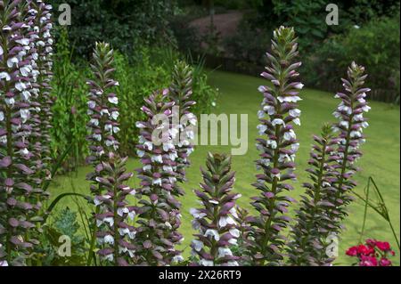 Blütenstand der Bärenhose (Acanthus) im Parc Floral et Tropical de la Court d'Aron, Saint Cyr en Talmondais, Vandee, Frankreich Stockfoto