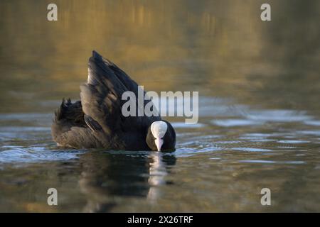 Eurasische Coot Rail, Coot (Fulica atra), bedrohlicher ausgewachsener Vogel, territoriales Verhalten, Balz, Oberhausen, Ruhrgebiet, Nordrhein-Westfalen Stockfoto