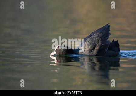 Eurasische Coot Rail, Coot (Fulica atra), bedrohlicher ausgewachsener Vogel, territoriales Verhalten, Balz, Oberhausen, Ruhrgebiet, Nordrhein-Westfalen Stockfoto