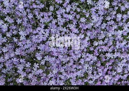 Überschwängliche Blüte phloxenaschelförmig. Fliederphlox subulat. Hintergrundbild. Phlox-Subulat. Stockfoto