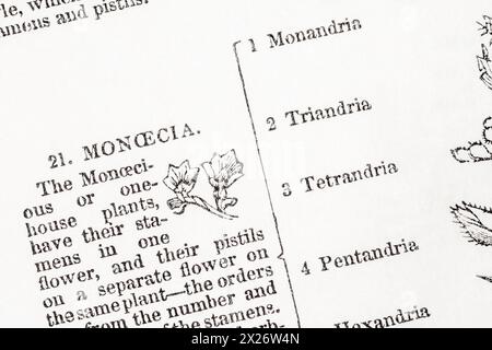 Seitendetail von 1872 Ed. Von William Rhind's berühmter Geschichte des Gemüsehandelreichs. Für Pflanzennamen und Geschichte der Botanik/Botanik. Stockfoto