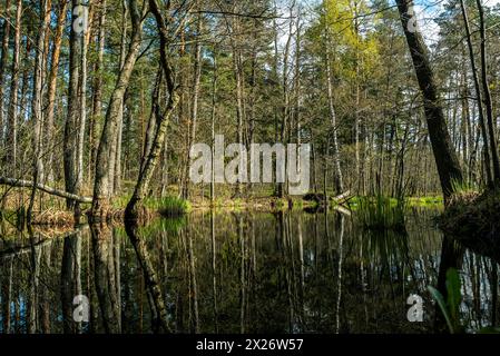 Bäume wachsen im Frühling auf Sumpfbäumen Stockfoto