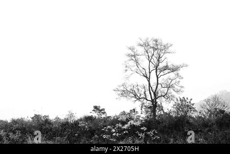 Winterlandschaft des Dabie Mountain in Huoshan, Anhui (7) Stockfoto