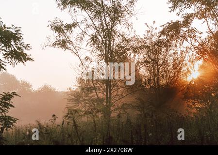 Neblige Sonnenaufgangslichter am frühen Herbstmorgen im Wald. Stockfoto