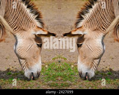 Zwei Zebroiden, eine Kreuzung zwischen einem Zebra und einem Esel Stockfoto