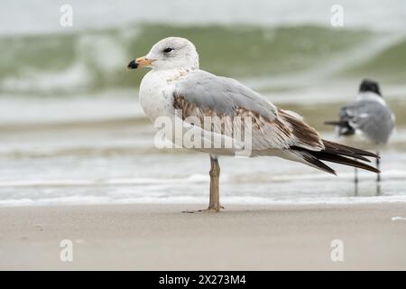 Ringschnabelmöwe (Larus delawarensis) und Lachmöwe (Leucophaeus atricilla) entlang der Küste von Jacksonville Beach, Florida. (USA) Stockfoto