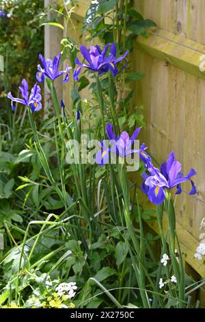 Leuchtend blaue Frühlingsblumen der bauchigen niederländischen Iris Hollandica Blue Magic im britischen Garten April Stockfoto