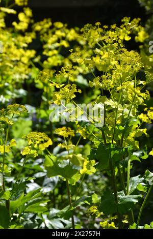 Säuregelbe Frühlingsblumen von Smyrnium perfoliatum im britischen Garten April Stockfoto