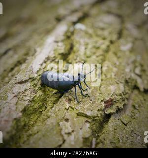 Weiblicher, sehr giftiger schwarzblauer Ölkäfer, schwarzblauer Ölkäfer, Blisterkäfer, Meloe proscarabaeus, auf einem auf dem Boden liegenden Baumstamm Stockfoto