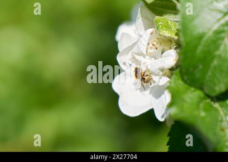 Wildbiene auf einer Apfelbaumblüte im Frühjahr mit einem Textfeld auf der linken Seite des Bildes Stockfoto