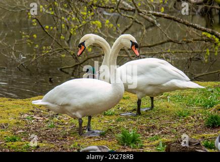 Zwei stumme Schwäne auf dem Gras am Teich Stockfoto