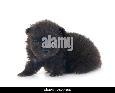 Junge pomeranian vor weißem Hintergrund Stockfoto