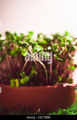 Verschiedene Arten von Microgreens, Nahansicht von oben. Samensprossen sind grün. Vitamine. Superfood. Stockfoto