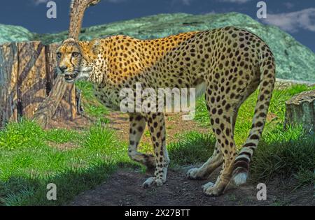 Der Gepard (Acinonyx jubatus) ist eine große Katze und das schnellste Landtier. Heimisch in Afrika. Stockfoto