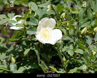 Multiflora Rose, Baby Rose, Vielblütige Rose, Büschel-Rose, Rosier multiflore, Rosa multiflora, sokvirágú rózsa, Ungarn, Magyarország, Europa Stockfoto