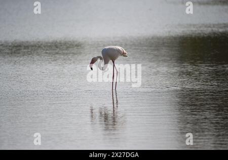 Malaga, Spanien. April 2024. Ein rosafarbener Flamingo ruht am Fuente de Piedra See. Die jüngsten Regenfälle in der Provinz Málaga haben dazu geführt, dass der Wasserspiegel der Lagune steigt und Tausende von Flamingos ihren Brutzyklus beginnen konnten. Diese Lagune ist ein Naturschutzgebiet und Brutstätte für Flamingos, wo Besucher viele Arten in ihrem natürlichen Lebensraum beobachten können. (Foto von Jesus Merida/SOPA Images/SIPA USA) Credit: SIPA USA/Alamy Live News Stockfoto