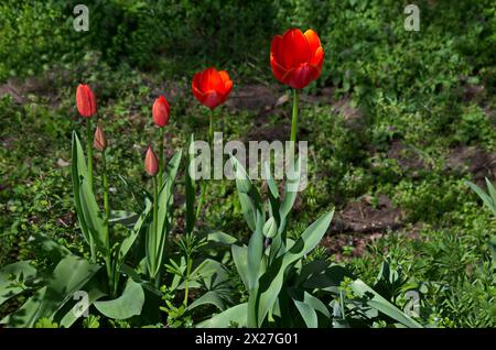 Ein Blick auf eine schöne Ecke eines Gartens mit blühenden roten Tulpen in verschiedenen Phasen der Blüte, Sofia, Bulgarien Stockfoto