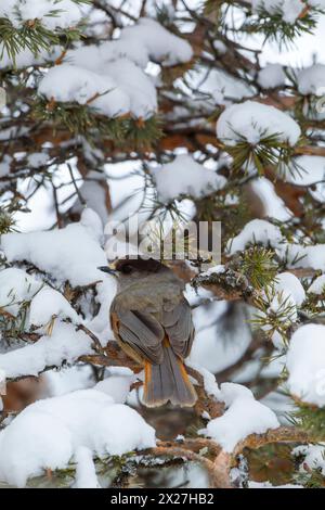 Sibirischer Jay (Perisoreus infaustus), auf einer Kiefer mit Schnee auf Ästen. Rückansicht mit rückseitigem Gefieder. Borealer Wald in Finnland während wi Stockfoto