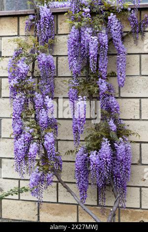 Schön blühende Glyzinien traditionelle japanische Blume Lila Blumen auf Hintergrund grüne Blätter Frühling floraler Hintergrund. Schöner Baum mit Frag Stockfoto