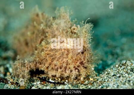 Juvenile Haarige Anglerfische (Antennarius striatus). Ambon, Indonesien Stockfoto