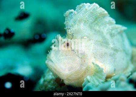 Blatt-Skorpionfisch (Taenianotus triacanthus, auch bekannt als Blattfisch, Paperfish). Ambon, Indonesien Stockfoto