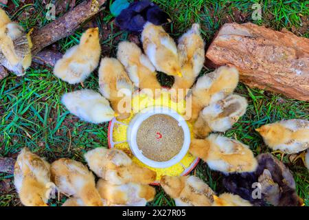 Hühner essen in jungen Jahren spezielles Getreidefutter vom Futterbetrieb Stockfoto