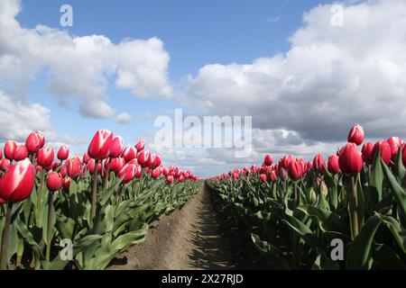 Eine wunderschöne niederländische Landschaft mit zwei Reihen roter Tulpen in einem Blumenfeld auf dem Land im Frühling und blauem Himmel mit weißen Wolken Stockfoto