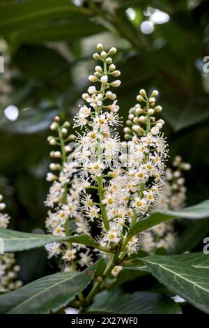 Nahaufnahme von weißen Blüten von Kirschlorbeer Nahaufnahme, wie hübsche Sterne Stockfoto