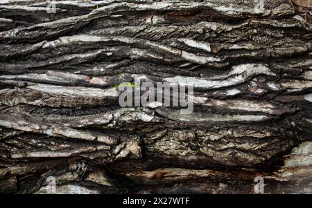 Weiße und graue Textur von Birkenrinde und Moos. Die gewellte Textur sieht voluminös aus und riecht nach Fall. Für das Design. Foto in hoher Qualität. Stockfoto