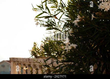 Zarter weißer Giftoleander mit grünen Blättern mit Sonnenlicht. Sommer. Montenegro. Horizontal. Foto in hoher Qualität. Stockfoto