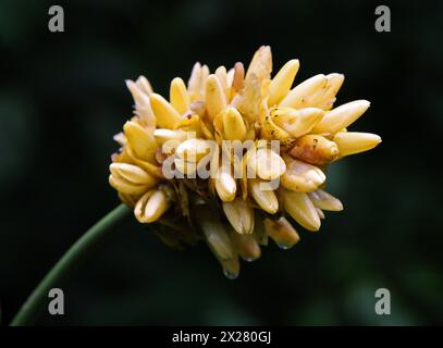 Renealmia oder Jenjibre-de-Jardin, Renealmia alpinia, Zingiberaceae. Arenal, Costa Rica, Mittelamerika. Stockfoto