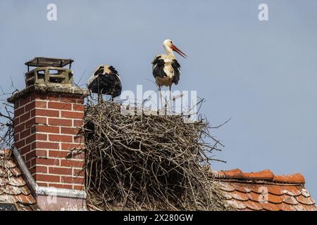 Störche brüten auf einem Dach, Beuren an der Aach. // 14.04.2024: Singen Hohentwiel, Baden-Württemberg, Deutschland, Europa *** Störche nisten auf einem Dach, Beuren an der Aach 14 04 2024 Singen Hohentwiel , Baden Württemberg, Deutschland, Europa Stockfoto