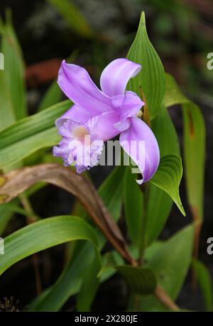 Orchidee, Sobralia decora, Orchidaceae. Arenal Vulcano Nationalpark, Costa Rica. Stockfoto