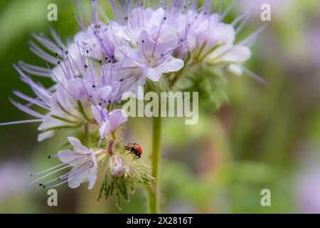 Makro einer Marienkäfer-coccinella magna auf blauer Tansa - Phacelia tanacetifolia essende Blattläuse Stockfoto