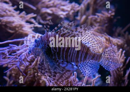 Schöner und gefährlicher Löwenfisch. Rotfeuerfisch (Pterois volitans). Unterwasserhintergrund. Weichzeichner. Stockfoto