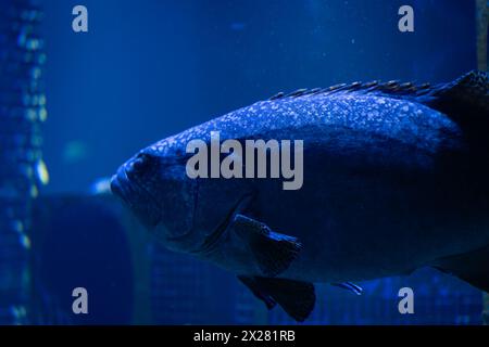 Verschwommene Bilder von Riesenfischen als Hintergrund. Riesengummi (Epinephelus lanceolatus). Stockfoto