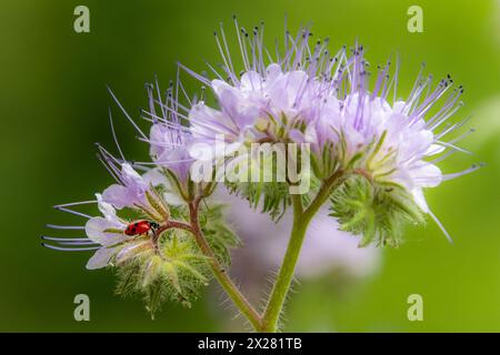 Makro einer Marienkäfer-coccinella magna auf blauer Tansa - Phacelia tanacetifolia essende Blattläuse Stockfoto