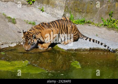 Junge, fröhliche Tigerjungen tummeln sich und spielen in der Nähe des Teichs. Heller, sonniger, schöner natürlicher Hintergrund Stockfoto