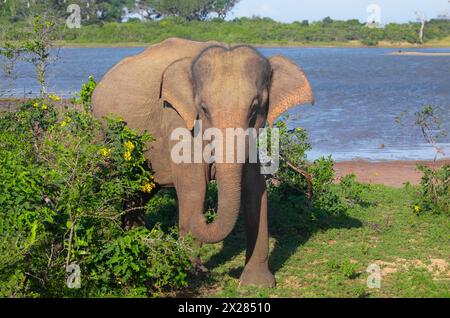 Indische Elefanten in natürlicher Umgebung. Spaziergänge am Ufer eines Teichs an einem sonnigen Tag Stockfoto