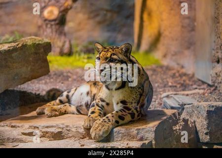 Wolkenleopard (Neofelis nebulosa) Wildkatze aus dem Himalaya Südostasien China. Sehr süße mittelgroße gepunktete Katze im Detail. Wild beibehalten Stockfoto