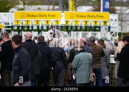 Die Zuschauer in Newbury beobachten die Läufer im Parade Ring am Spring Trials Samstag, den 20. April 2024. Stockfoto