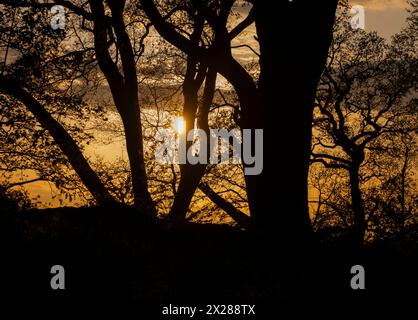 The spring sun setting over Worcestershire seen through trees in a woodland near Bromsgrove, England. Stockfoto